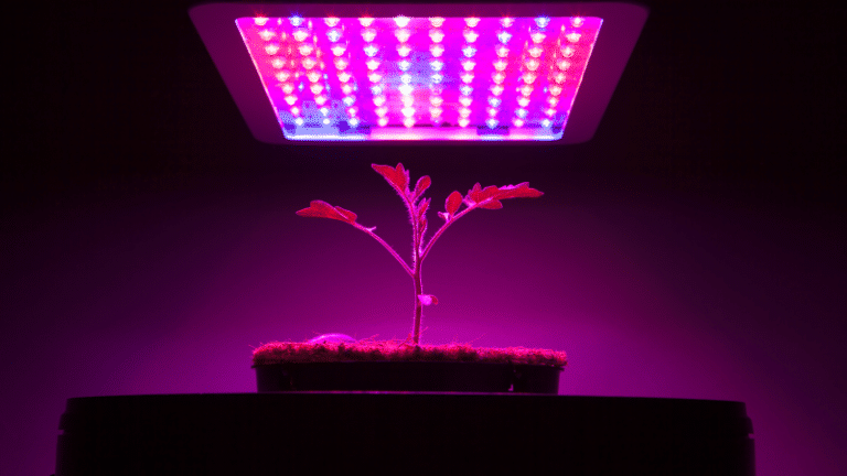 Sustainable farming can be achieved with LED light shows