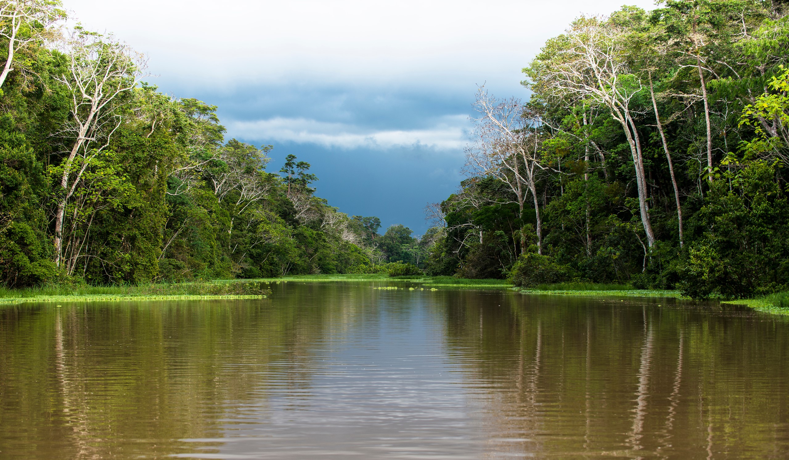 Амазонка пресная вода