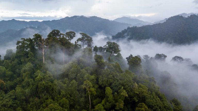 Amazon rainforest approaching tipping point