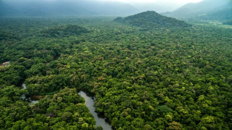 Forests absorb 15.6 billion tonnes of CO2 every year